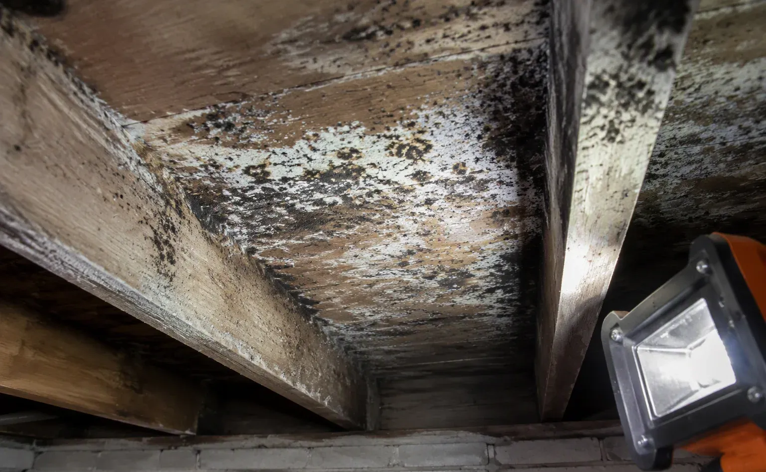 Mold remediation after water damage in a Salisbury kitchen